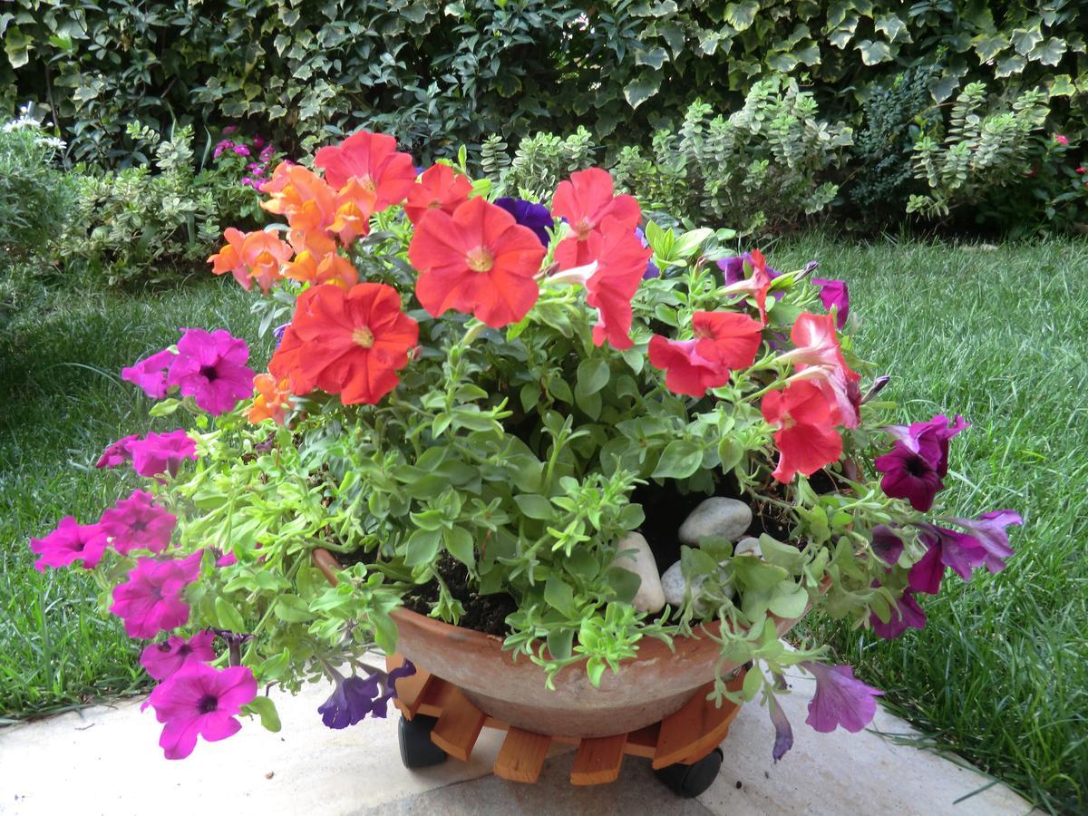 Il Giardino Di Alisa Bed and Breakfast Τίβολι Εξωτερικό φωτογραφία