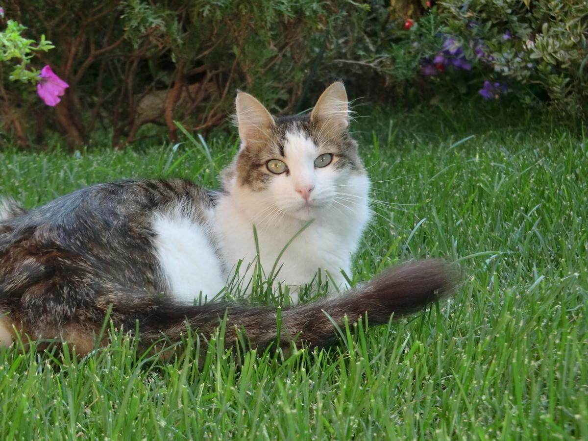 Il Giardino Di Alisa Bed and Breakfast Τίβολι Εξωτερικό φωτογραφία